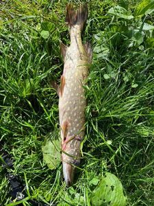 Northern Pike