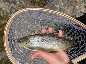 Brown Trout