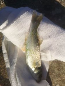 European Bass (Seabass)