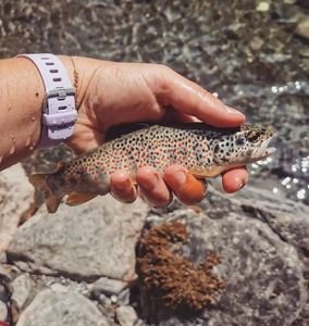 Brown Trout