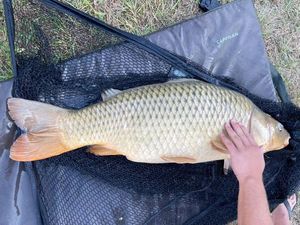 Common Carp