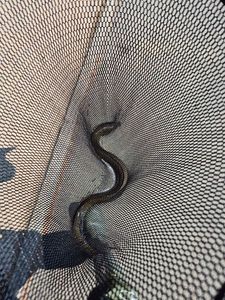 European Eel (Common Eel)