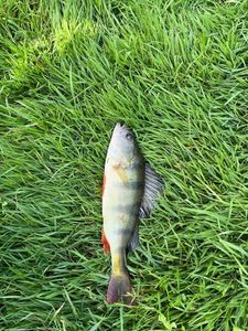 European Perch