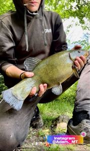 Tench