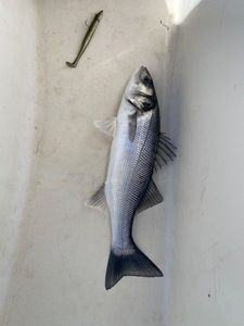 European Bass (Seabass)