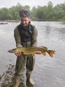 Northern Pike