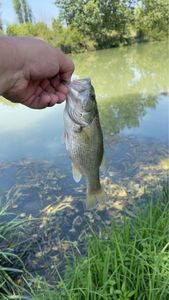 Largemouth Bass