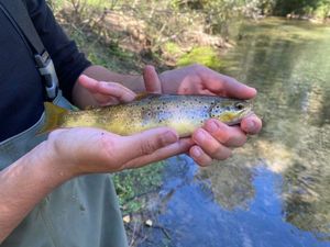 Brown Trout