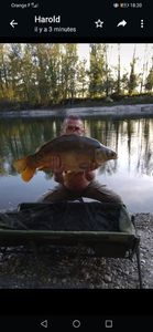 Mirror Carp