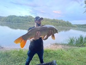 Common Carp
