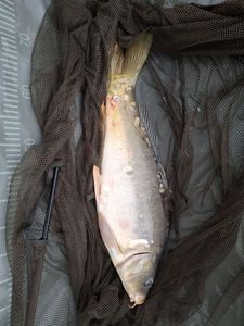 Mirror Carp