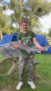 Sturgeon