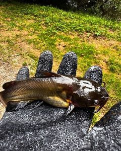 Black Bullhead