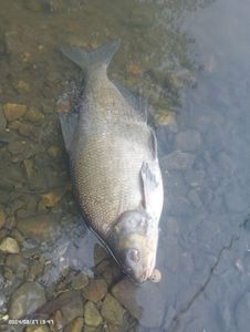 Common Bream