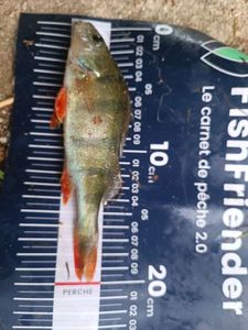 European Perch
