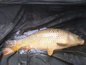 Common Carp