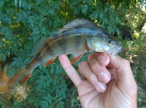 European Perch