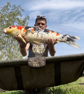 Koï Fish