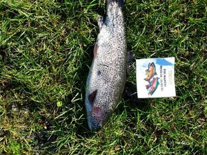 Rainbow Trout