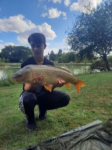 Common Carp
