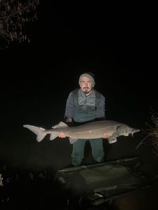 Sturgeon