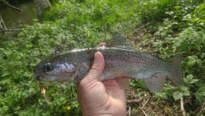Rainbow Trout