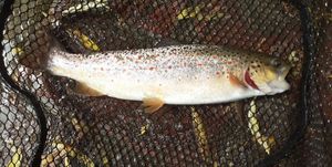 Brown Trout