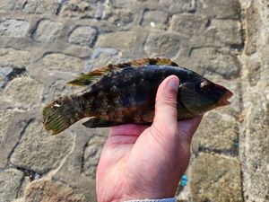 Ballan Wrasse