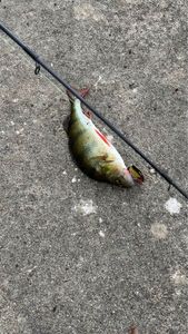 European Perch