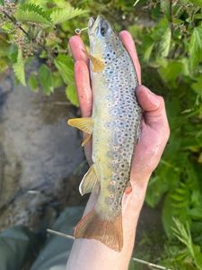 Brown Trout