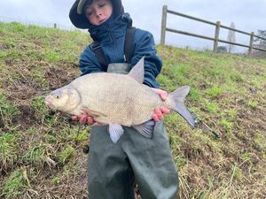 Common Bream