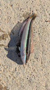 Mediterranean Rainbow Wrasse