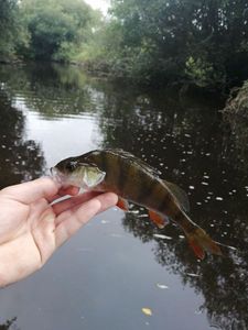 European Perch