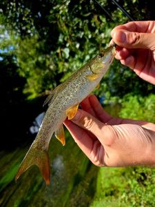 Barbel