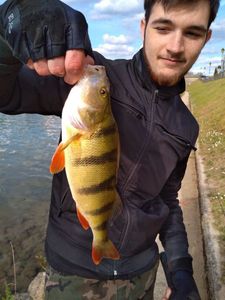 European Perch