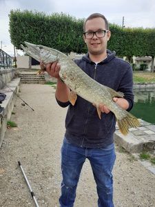 Northern Pike