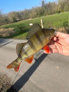 European Perch
