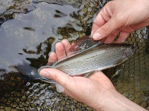 Grayling
