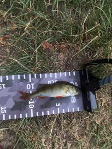 European Perch