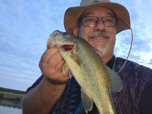 Largemouth Bass