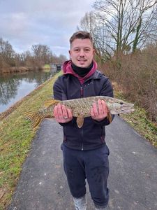 Northern Pike