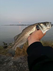 European Bass (Seabass)