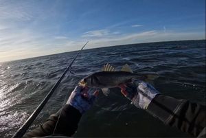 European Bass (Seabass)