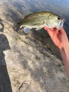 Largemouth Bass