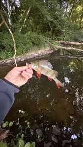 Yellow Perch