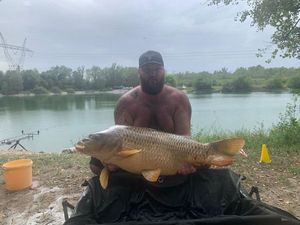 Common Carp