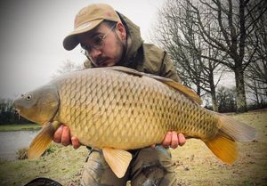 Common Carp