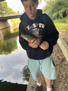 European Perch