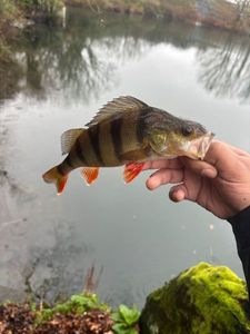 European Perch