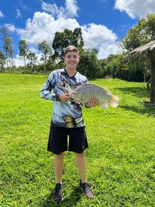 Tilapia
